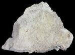 Agatized Fossil Coral (Blue Chalcedony) - Florida #56126-1